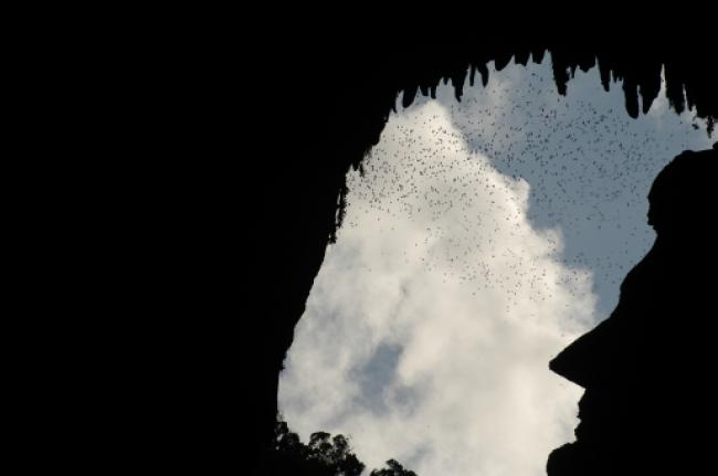 砂劳越姆鲁国家公园鹿洞，除了在傍晚时分能一览超过200万只蝙蝠大军外出觅食的奇景外，还可以看到山壁岩石所呈现出的前美国总统林肯侧面剪影。（摘自 马来西亚观光局）