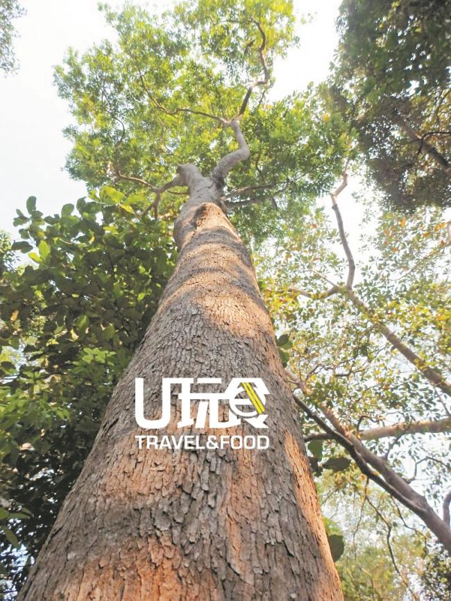 南峇山内拥有许多高大老树，现今该山已被列为令金森林保护区。