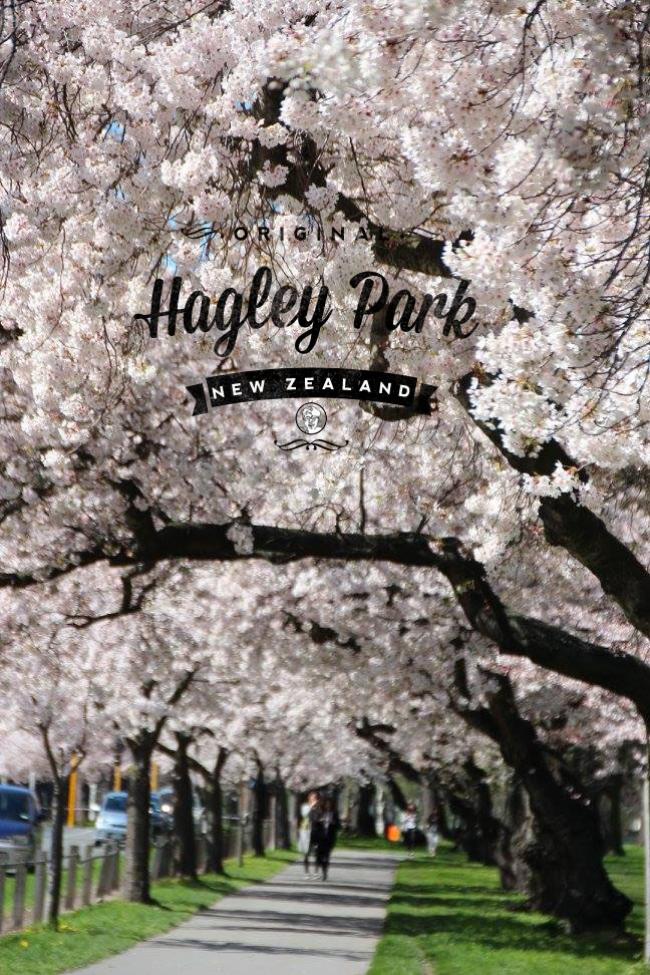 基督城Hagley Park开满樱花的人行道，樱花盛开的季节，别忘了感受她的浪漫。