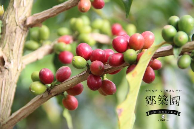 邹筑园主要种植铁毕卡(Typica)和卡杜拉（Caturra）两种属于阿拉比卡咖啡豆的种类。