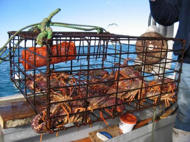 龙虾团从99纽币起跳，团员均分捕获的龙虾。
