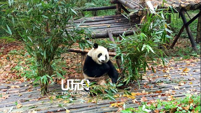 [熊猫是吃素的，它们已进化到只吃竹子。]