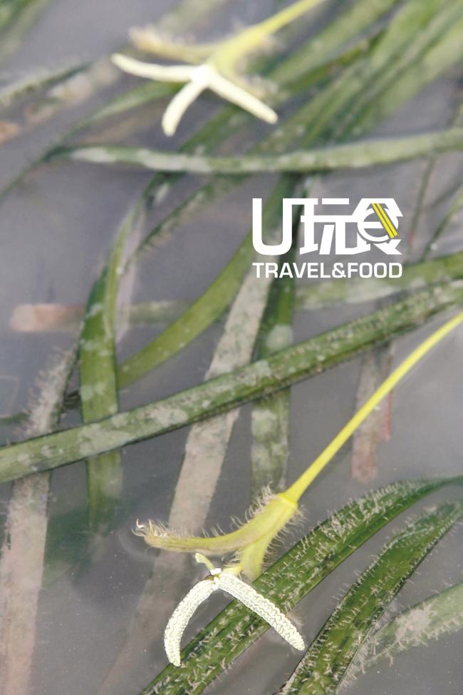 又长又细的海草是生长在海洋和盐水环境的开花植物。它不仅是海洋生物的食物，也提​​供它们栖息地。