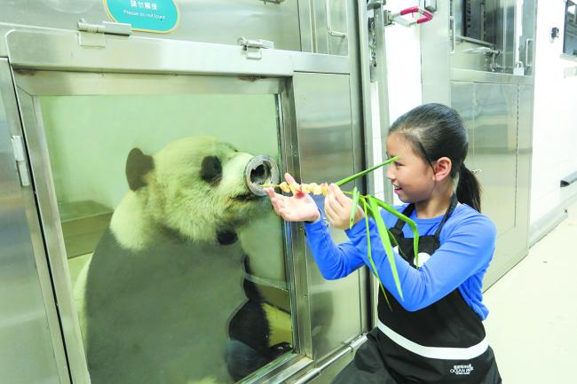 小朋友可与大熊猫近距离见面，学习照顾它们的方法。