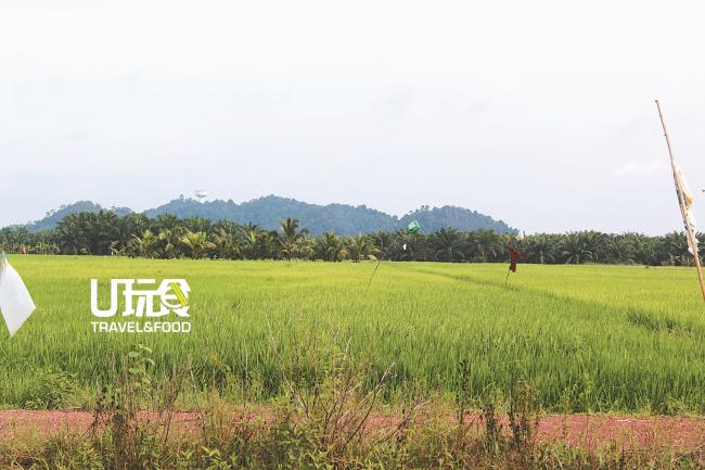 亚依淡马来甘榜内一望无际的稻田，在当地形成一道美丽的风景。