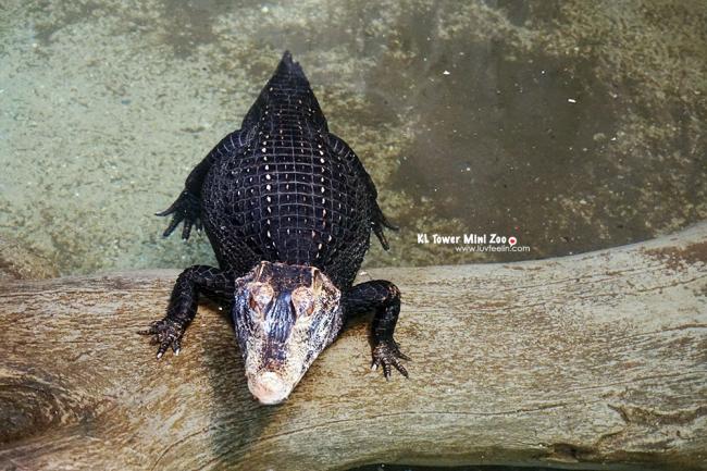 最小品种的鳄鱼，和其他黄眼鳄鱼不一样，它拥有独特的褐色眼睛。