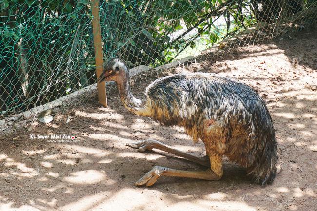 鸸鹋是现存世上除了鸵鸟以外最大的鸟类，仅分布于澳大利亚，是国徽上的动物之一，也译作澳洲鸵鸟。