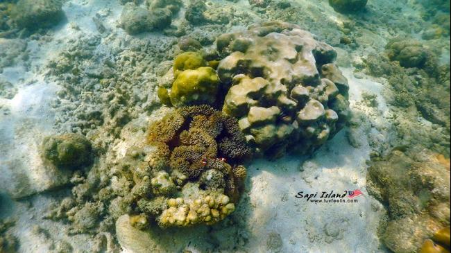 海底世界＃6 单调的珊瑚