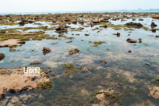 猴子湾退潮时，都是礁石和珊瑚。