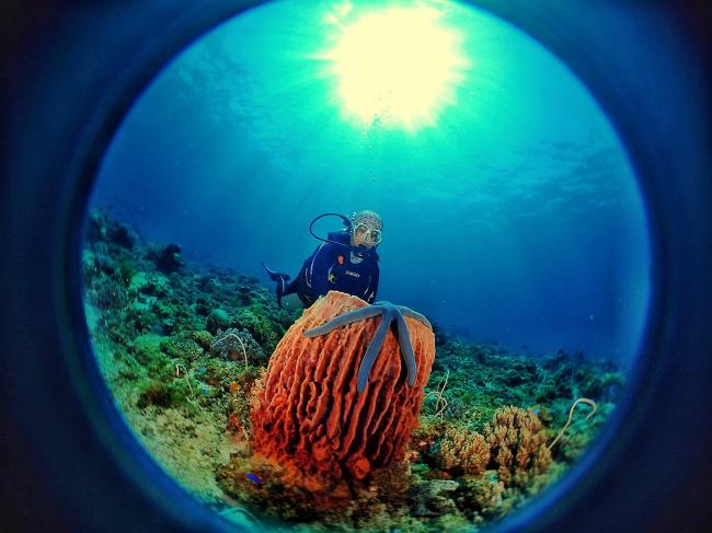 绚丽多彩的海底世界，潜水团队在弗尔农潜水点海底发现超大型海星，而除了海星，该处也有魟鱼、锤头鲨及鲔鱼出没。