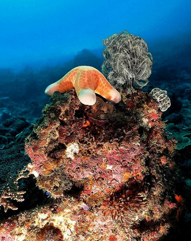 海星安然栖息在珊瑚礁上，静谧的海底世界也让人心情平静下来。