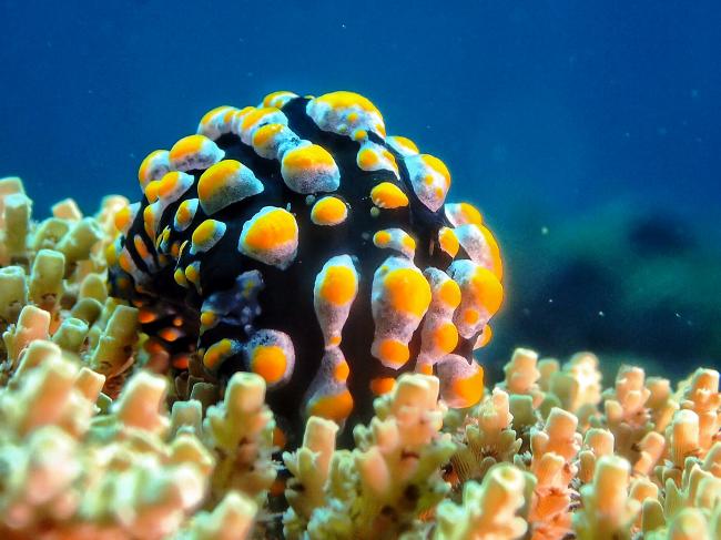 珊瑚礁上有色彩亮丽的裸鳃类软体动物，点缀海底世界的美景。