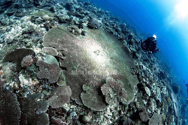纳闽弗尔农潜水新景点，所发现的珊瑚礁，长13公里，直径3公里，从中心向四周展开，范围比拉央拉央岛的珊瑚礁来得大。