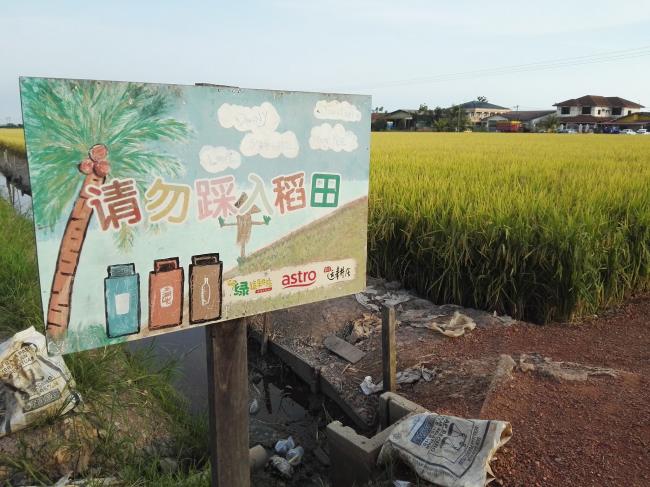 稻田中有埂，游客要拍照，应该走在埂上。
