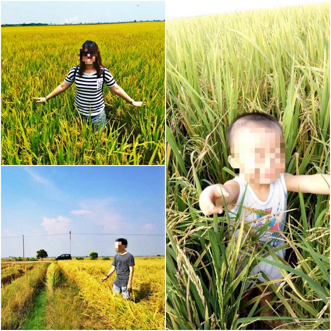 走入适耕庄，不是走入稻田。面对大人小孩践踏稻田，稻农何其心痛。
