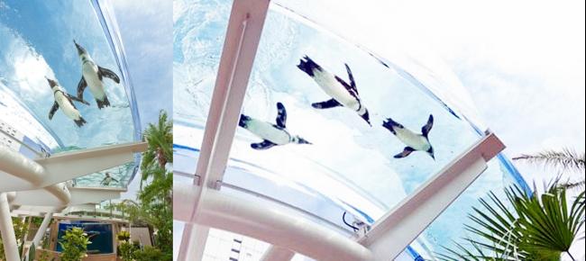 早前就已经推出了空中环形水族箱的阳光水族馆，7月12日的新展区又会是怎样的呢？