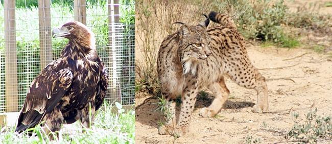 左为西班牙帝雕（Spanish Imperial Eagle）；右为伊比利亚猞猁（Iberian lynx）