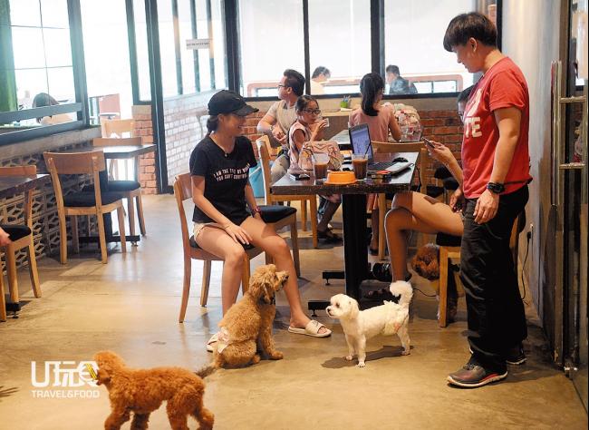BOWWOW Cafe允许顾客带「毛小孩」一 起用餐，是爱狗人士聚会的最佳地点。