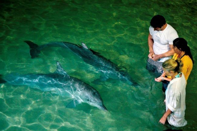 晚上可喂食野生海豚，体验独特岛旅文化。
