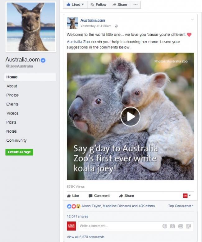 这只无尾熊尚未取名，澳洲旅游局鼓励大家提供意见。