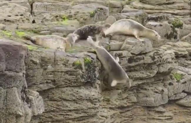 海豹被游客吓得从4.8米高的崖边不顾危险一跃而下。