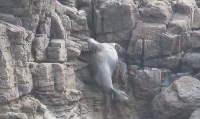 不少海豹因为跑得太急，直接摔在石头上。