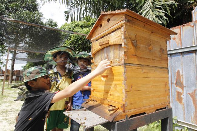 「自流蜜蜂箱」有趣又好玩！不过在接近蜂箱之前，切记要戴上头罩哦，否则蜜蜂就可能会给蜜蜂螫伤。