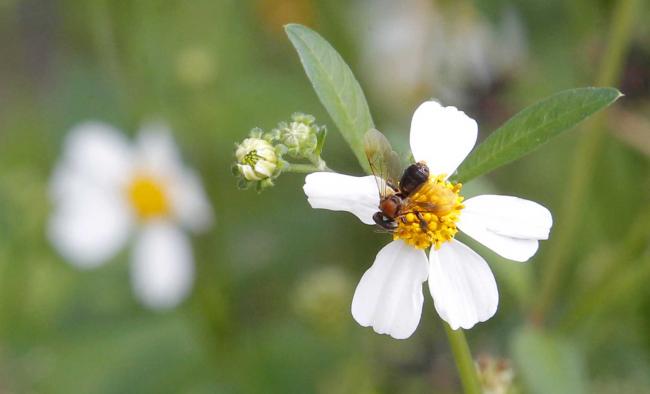 在蜂蜜园内能看见蜜蜂忙碌寻找蜜源及采花蜜的情景，就算身处城市中也可以贴近大自然。