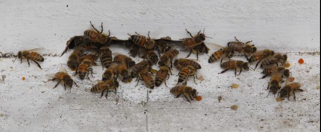 蜂蜜园内也养殖了许多珍贵的意大利蜜蜂，惟基于此类蜜蜂有螫针，无论是大人或小孩都必须在负责人的带领下才可参观。