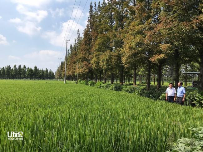蒋巷村的大家长常盛德（左起）正在为马来西亚媒体团团长骆南辉细述村子的过去，谁会想到这绿油油的稻田过去是穷土恶水、血吸虫流行之地。