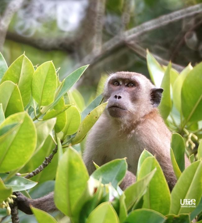 在红树林，猴子是随处可见的动物。