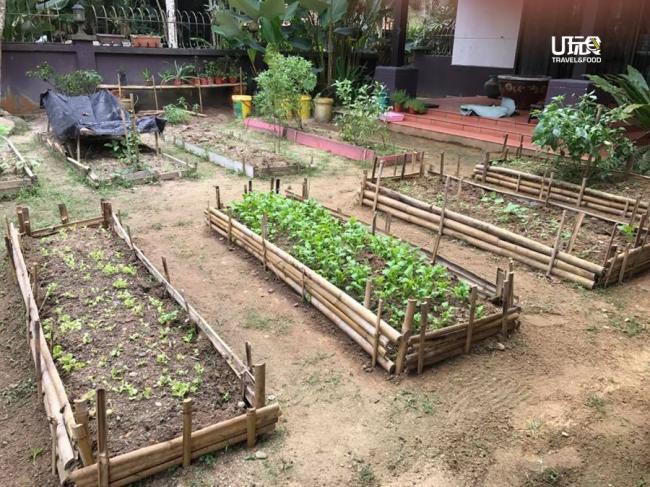 Mari House团队把别墅打造成一座社区农场概念，除了开辟有机菜园，还有香草园，收成时可以入菜。