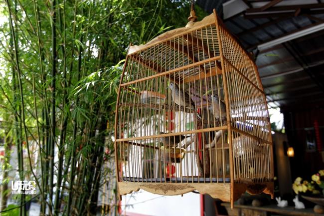 业者也在小屋民宿外饲养各类小鸟，潺潺的流水声配上悦耳的鸟叫声，使整个庭院充满了大自然的气息。