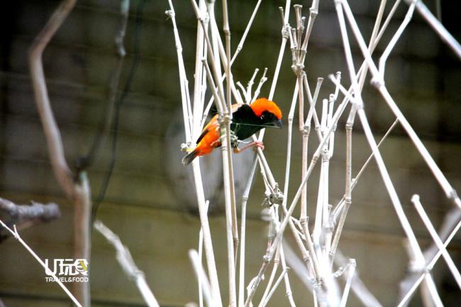 红寡妇鸟大多遍布在非洲，繁殖时期，其羽毛颜色变得鲜艳。