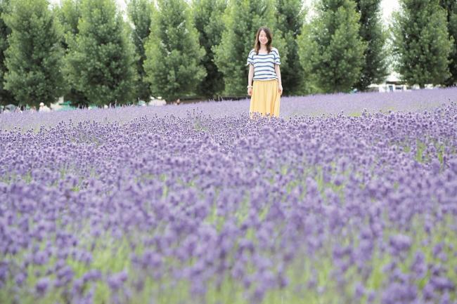 夏天的北海道，除了是避暑胜地，更不能错过的是一览无遗的梦幻薰衣草田。