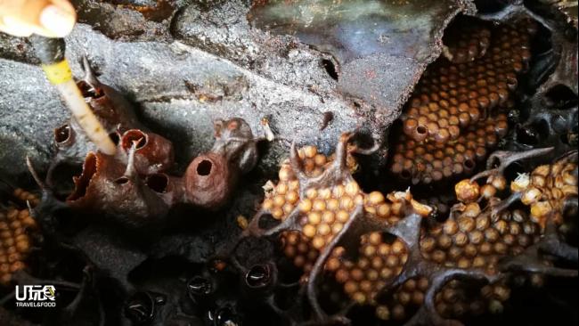 无针蜂并不会叮人，而且其蜂窝可以清楚看见卵及一窥取蜜糖的过程。