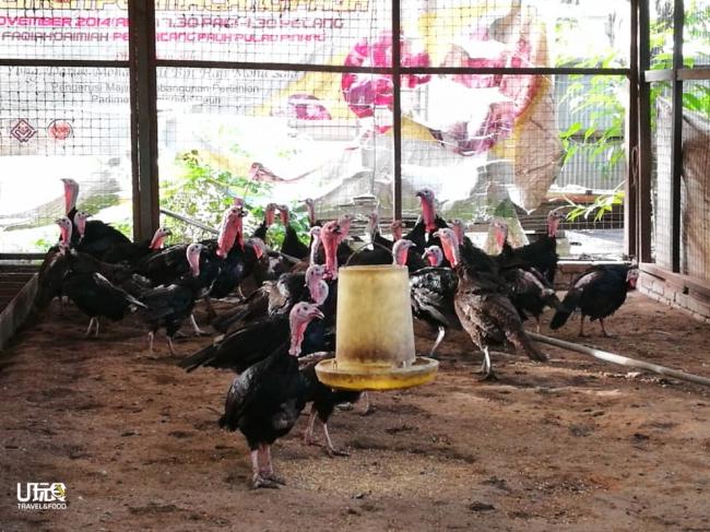 阿茲米飼養的火雞、雞鴨鵝等，可以讓現代孩子了解及觀察家禽。