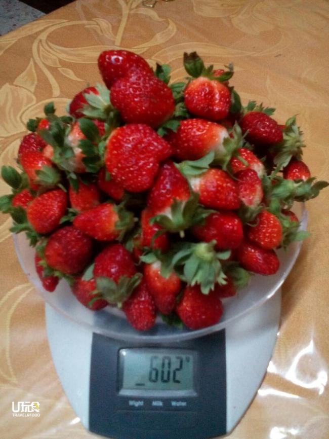 賽阿茲米種植的草莓了2年的草莓品質不遜。