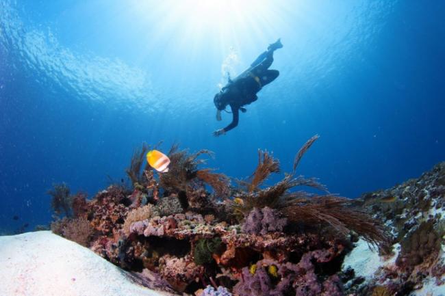 粉红海滩提供一些很棒的浮潜和潜水点，原始的海洋土地有充满广泛生物群，水下花园是数百种软硬珊瑚和珊瑚礁的栖息地, 海洋动物的种类繁多。