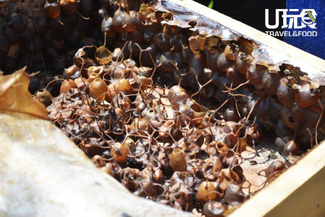 我们在负责人的带领下参观银峰养殖场，银蜂和蜜蜂不一样，主要是前者无蛰针，所以又称无针蜂，其蜂蜜拥有治疗癌症的功效。