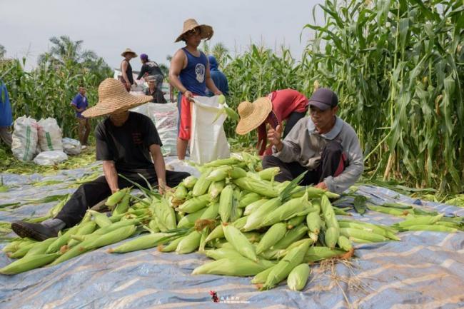 每到丰收季节，到访的游客可亲自体验采收玉蜀黍的乐趣。由于玉蜀黍是四人园地，所以不时会看见采收员工在工作。