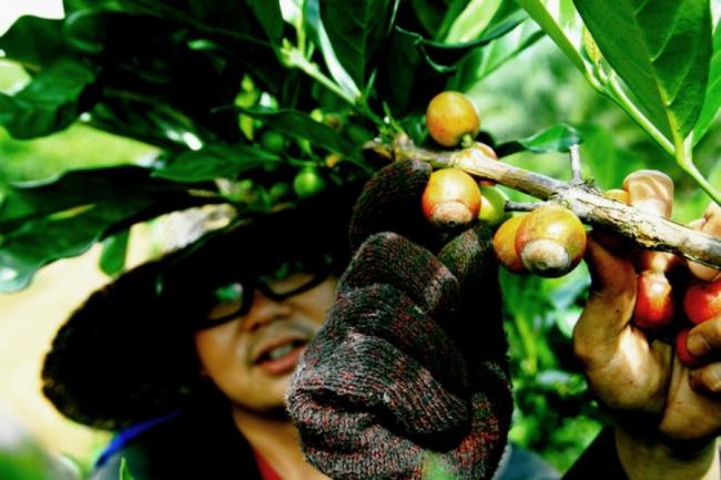 一日一杯「KOPI」更是许多国人的生活习惯，「赖比瑞亚」也已成为南洋咖啡独特味道的精髓。
