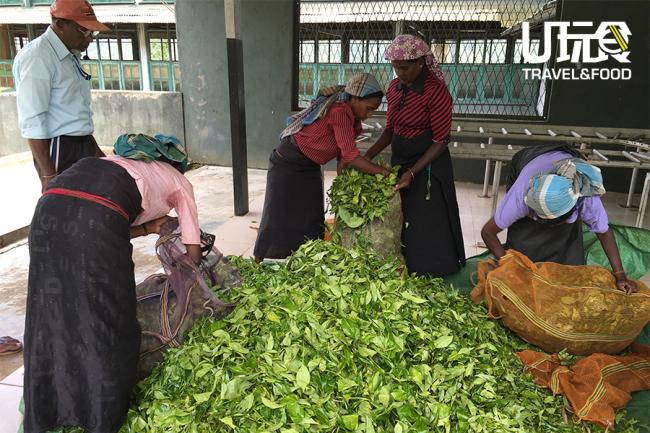 采茶女的工资按每天采摘的茶叶重量计算，每到中午时分，大家把一袋袋的茶叶带回到茶厂秤重后即领工资。