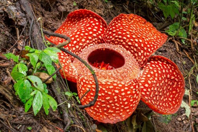 罕见的莱佛士花（Rafflesia）是游客最希望可以亲眼目睹的花。