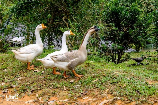 竹林苑有逾百只的家禽，包括鹅、鸭及鸡等自由漫步，凑成一道田野美景。
