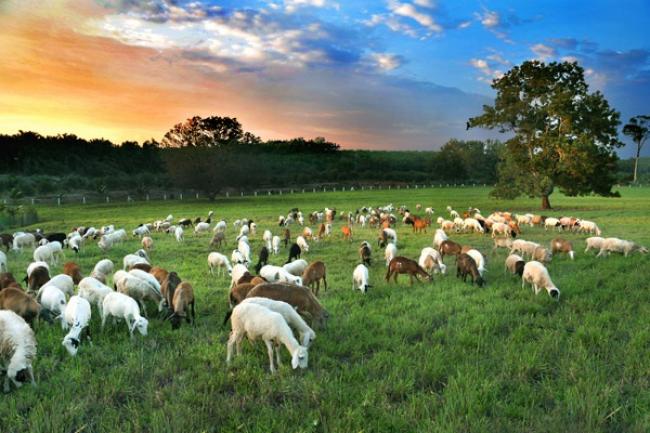 想当一回牧羊人？去全国最大的牧羊场UK Farm 就行了，数以千计的羊咩咩等着你的到访。 （照片取自UK Farm 官网）