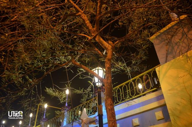 马六甲树在晚风中飘扬。