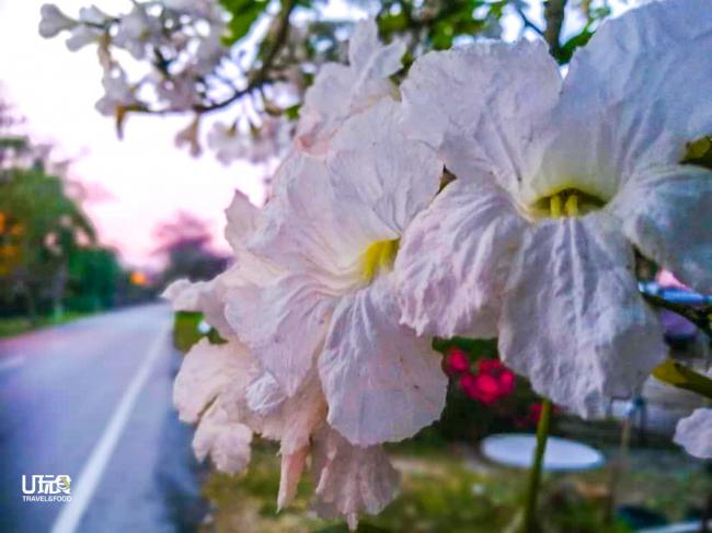 风铃木花开，以白色及粉红色为主的花瓣，让人深感轻柔动人。