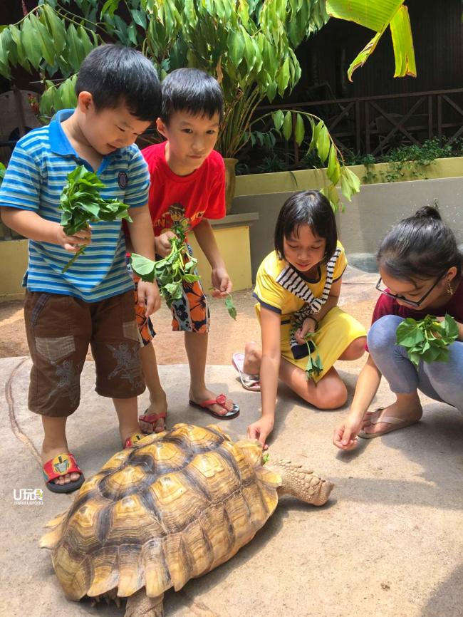 游客可以喂食象龟，与它展开互动。
