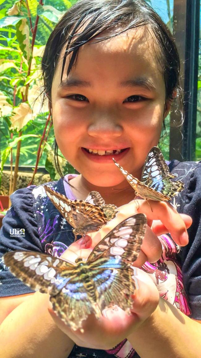 蝴蝶公园内有不同品种的蝴蝶，吸引不同年龄层的游客到来。